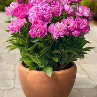 Double-flowered peony 'Rome' purple - Bare rooted - Hardy plant