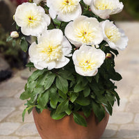 Double-flowered peony 'Madrid' white - Bare rooted - Hardy plant