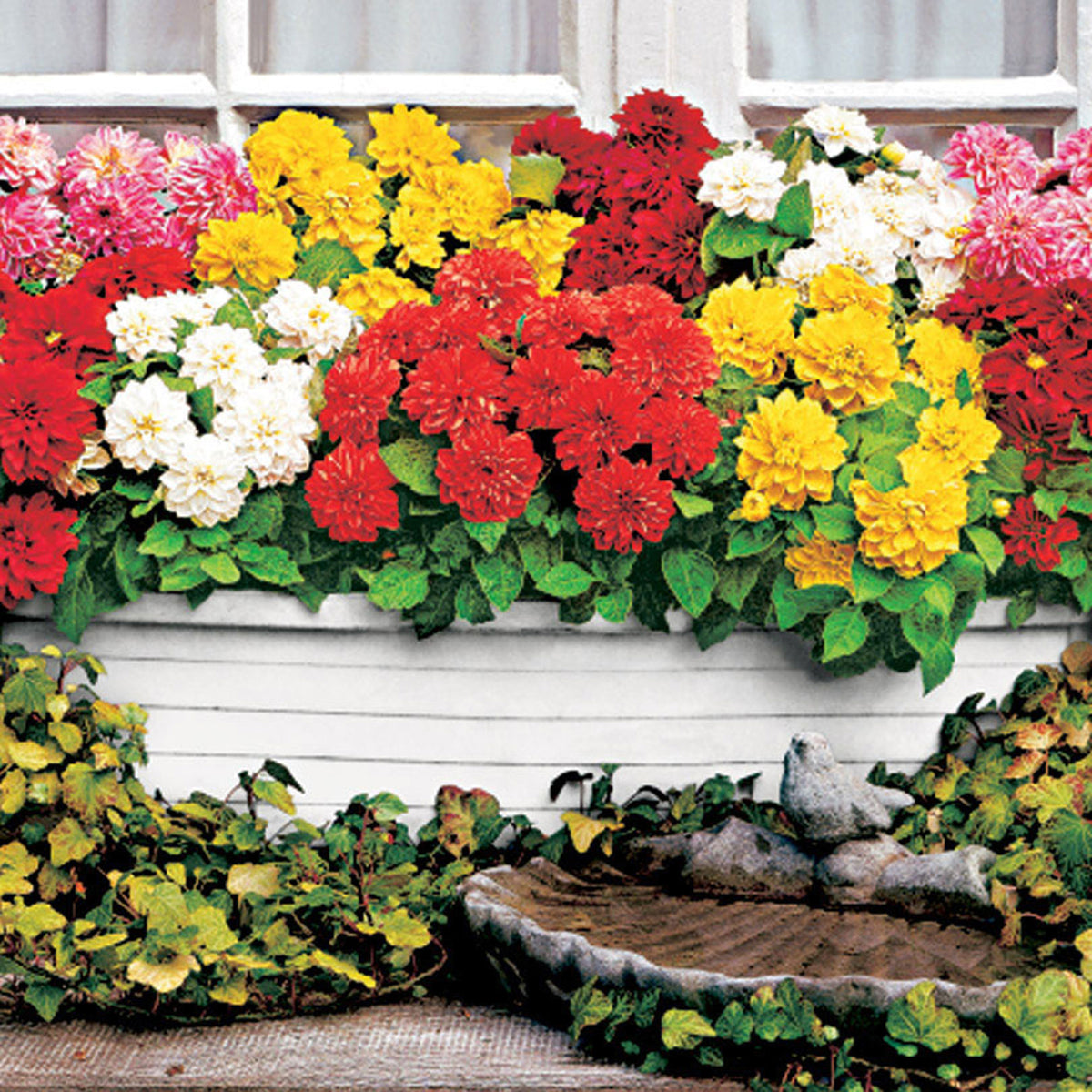Dahlia - Mix 'Terrace View'