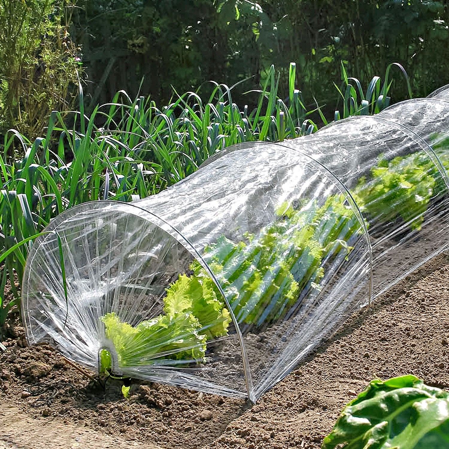 Protective covers for plants