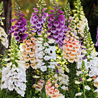 Foxglove 'Dalmatian F1 Series' Mix