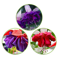 3x Double-flowered Fuchsia 'Seventh Heaven' + 'Voodoo' + 'Royal Mosaic' red-purple-white
