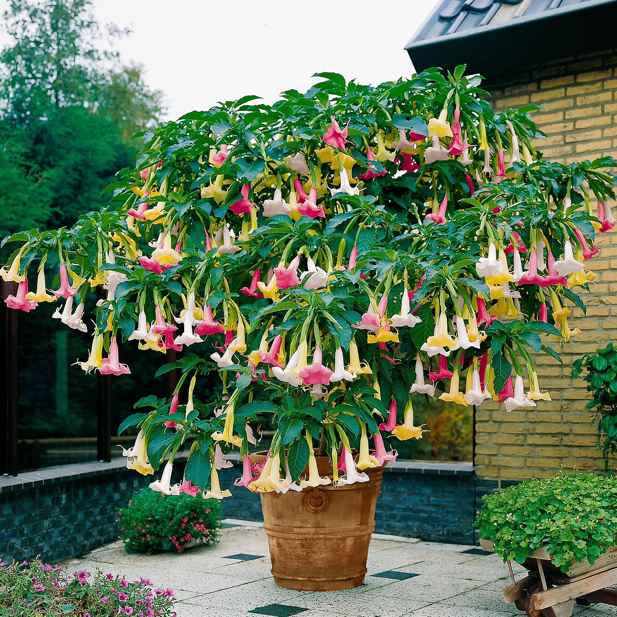 Buy a container plant now 3x Angel's trumpet Brugmansia 'Tricolor