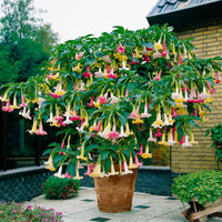 3x Angel's trumpet Brugmansia 'Tricolor' yellow-white-pink