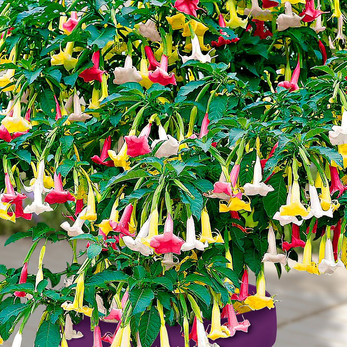 3x Angel's trumpet Brugmansia 'Tricolor' yellow-white-pink