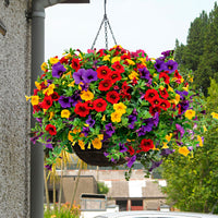3x Mini petunia Calibrachoa - Mix 'Bolero' red-yellow-blue