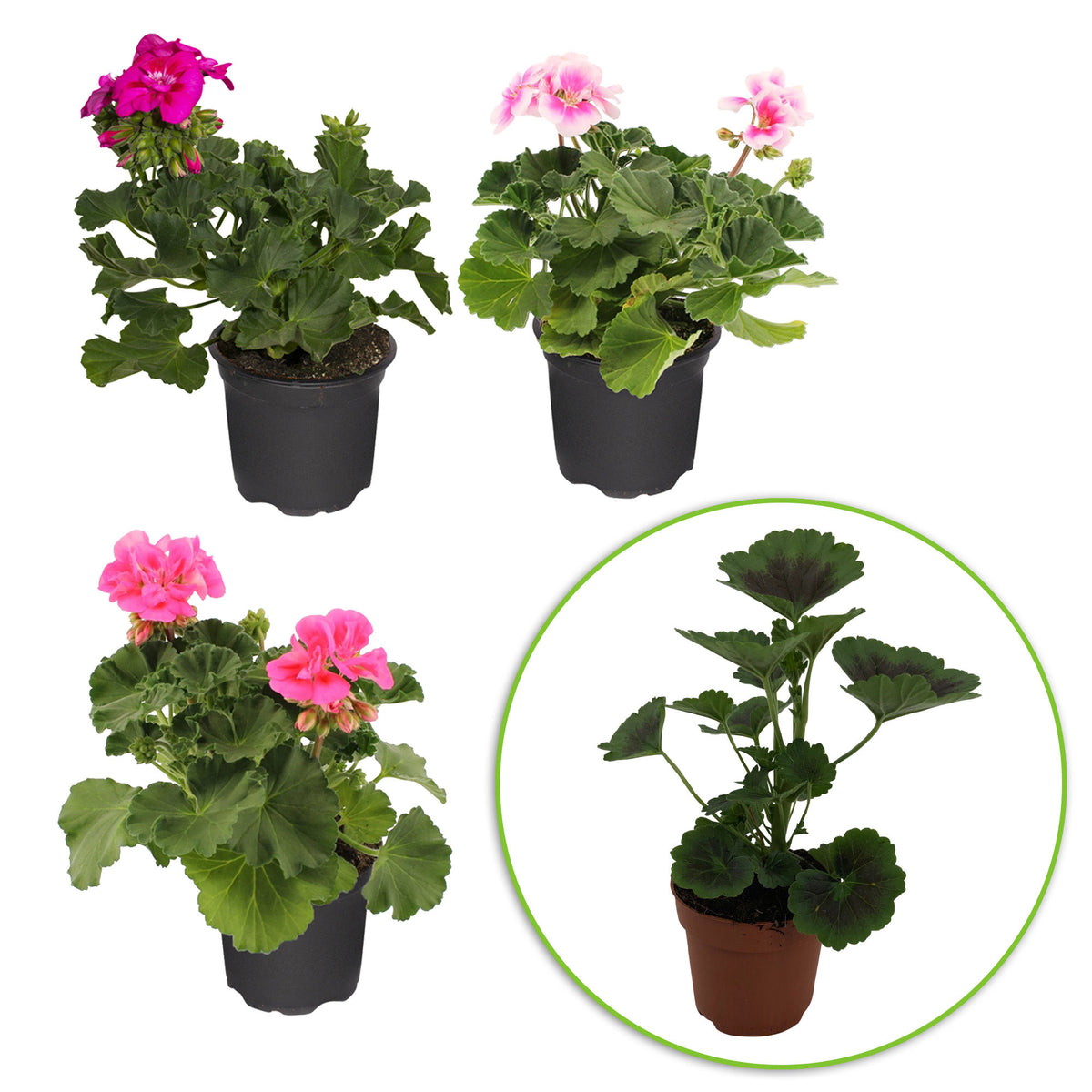 3x Geraniums Pelargonium zonale pink