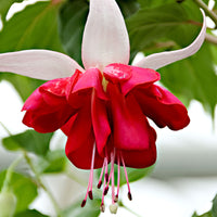 3x Double-flowered Fuchsia 'Seventh Heaven' red-white