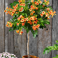 Trumpet flower Campsis 'Indian Summer' on stem orange