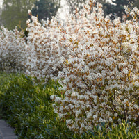 Amelanchier white - Hardy plant