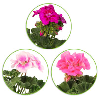 3x Geraniums Pelargonium zonale pink