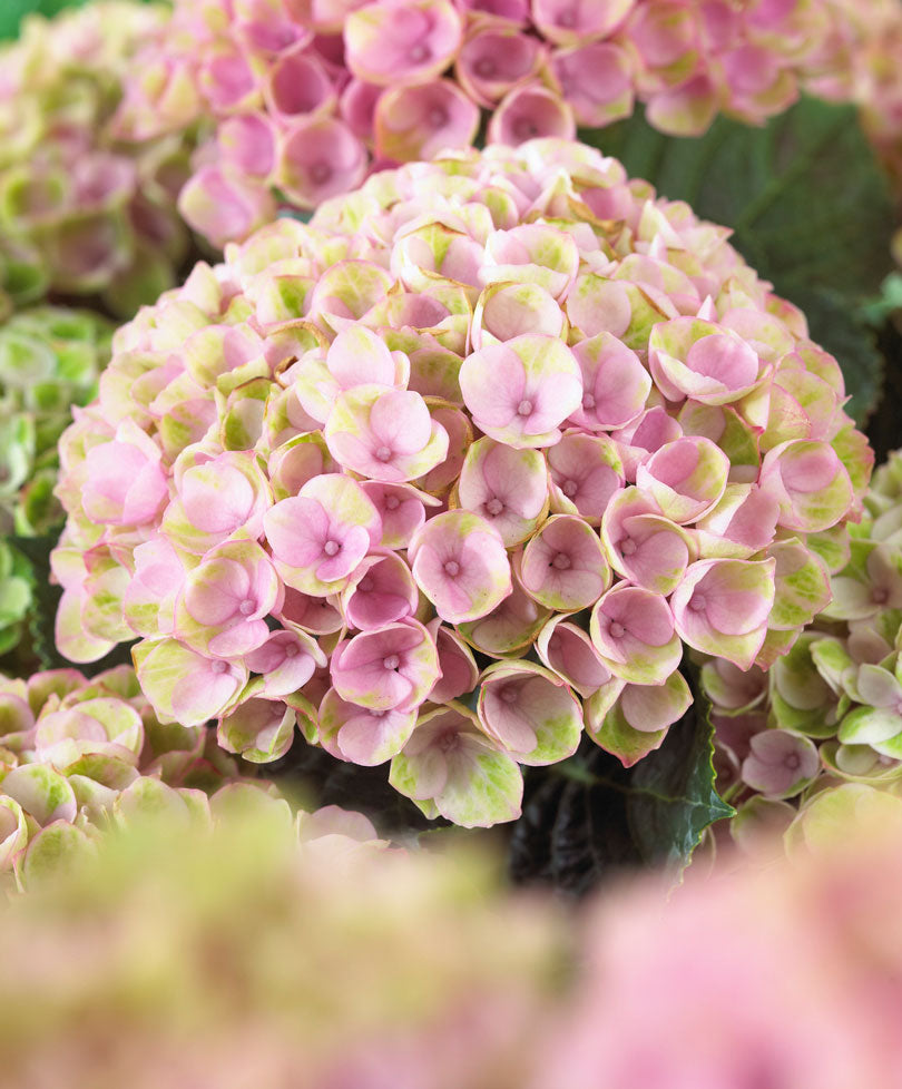 Bigleaf hydrangea Hydrangea 'Revolution Pink' Pink-Green - Hardy plant