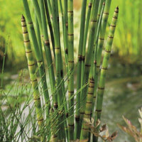 Barred horsetail Equisetum japonicum - Marsh plant, Water plant, waterside plant