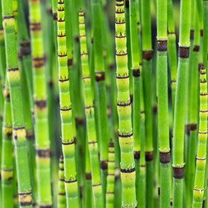 Barred horsetail Equisetum japonicum - Marsh plant, Water plant, waterside plant