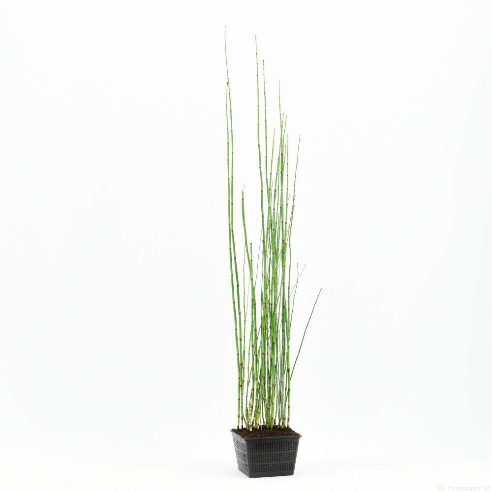 Barred horsetail Equisetum japonicum - Marsh plant, Water plant, waterside plant