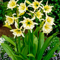3x Ismene 'Sulphur Queen' yellow