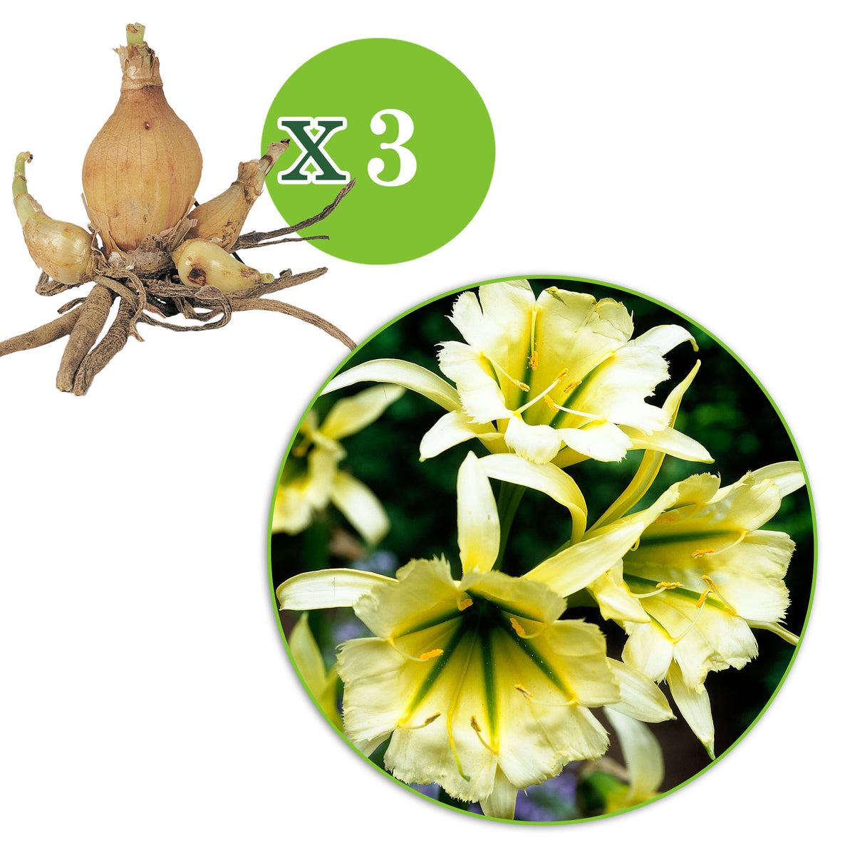 3x Ismene 'Sulphur Queen' yellow