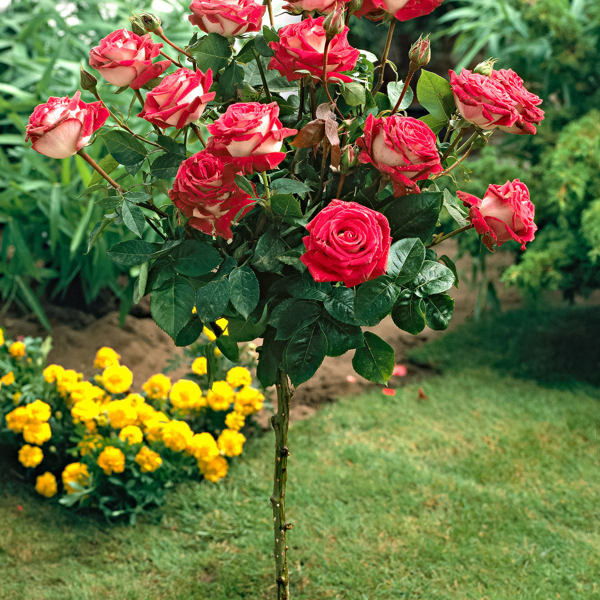 Standard tree rose Rosa 'Nostalgie'®  Multicoloured - Hardy plant
