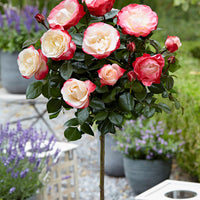 Standard Tree Rose Rosa 'Nostalgie' red-white - Bare rooted - Hardy plant