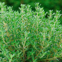 Garden thyme Thymus 'Compactus' — Organic