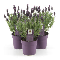 Lavender Lavandula 'Anouk' Purple - Hardy plant