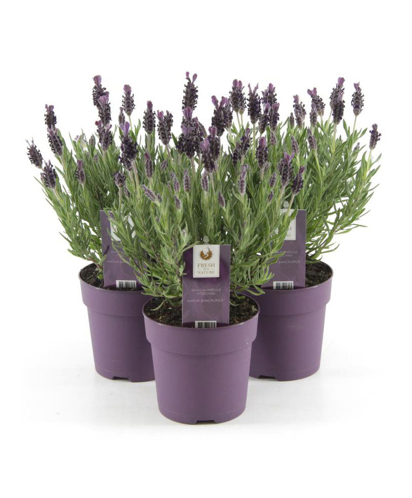 Lavender Lavandula 'Anouk' Purple - Hardy plant