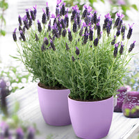 Lavender Lavandula 'Anouk' Purple - Hardy plant