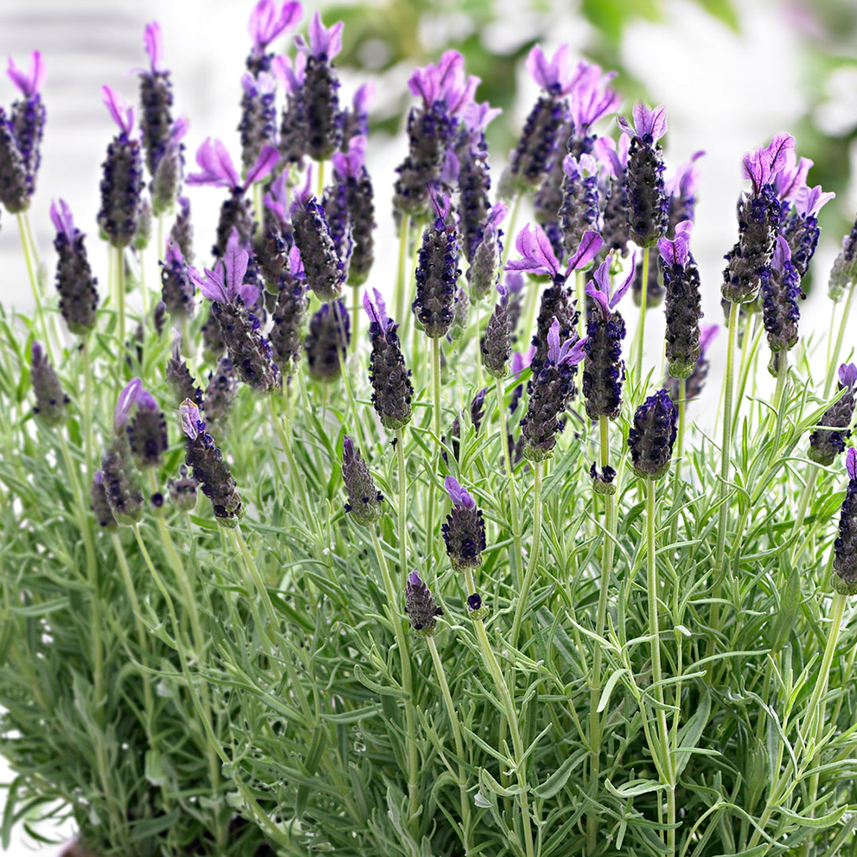 Lavender Lavandula 'Anouk' Purple - Hardy plant