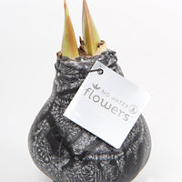 Wax amaryllis 'Marble' black