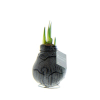 Wax amaryllis 'Marble' black