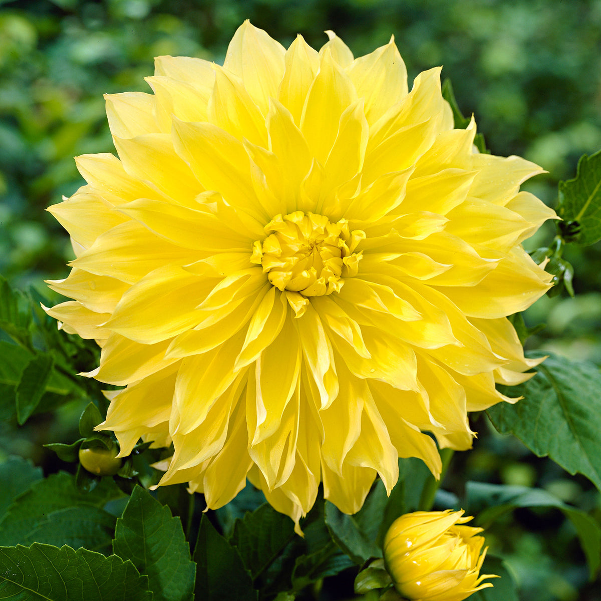 3x Dahlia 'Kelvin Floodlight' yellow