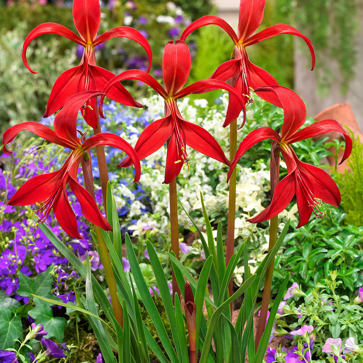 3x Sprekelia formosissima red