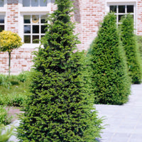 5x Taxus baccata - Bare-rooted - Hardy plant