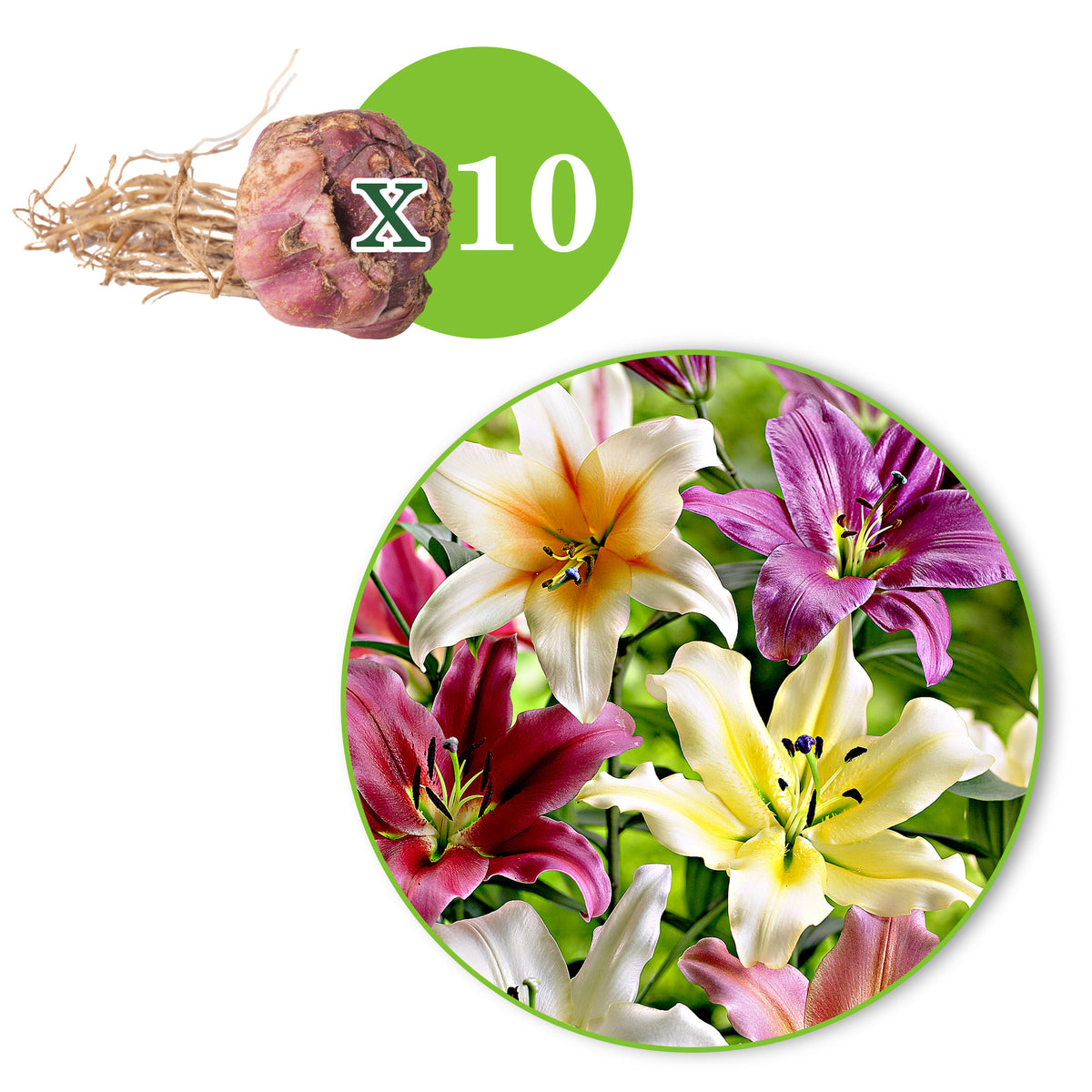 5x Lily Lilium - Mix 'Sky High'