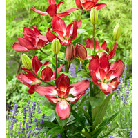 5x Double-flowered Lilies Lilium 'Double Sensation' red-white