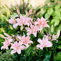 5x Double-flowered Lilies Lilium 'Elodie' pink