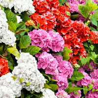Hydrangea macrophylla pink-red-white - Hardy plant