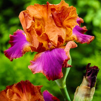 3x Bearded iris 'Battle Star' orange-purple - Bare rooted - Hardy plant