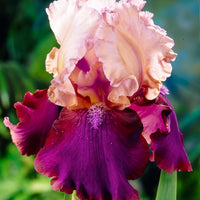 3x Bearded iris 'Burgemeister' pink-purple - Bare rooted - Hardy plant