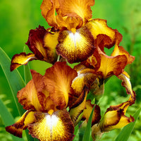 3x Bearded iris 'Spreckles' - Bare rooted - Hardy plant