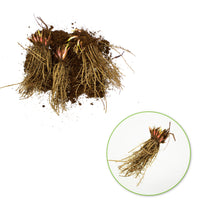 3x Bearded iris 'Spreckles' - Bare rooted - Hardy plant