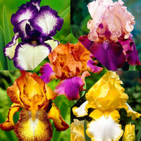 5x Bearded iris - Mix 'Vibrant Beauty' - Bare rooted - Hardy plant