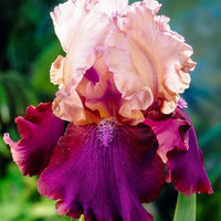 5x Bearded iris - Mix 'Vibrant Beauty' - Bare rooted - Hardy plant