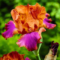 5x Bearded iris - Mix 'Vibrant Beauty' - Bare rooted - Hardy plant