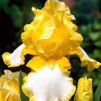 5x Bearded iris - Mix 'Vibrant Beauty' - Bare rooted - Hardy plant
