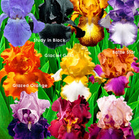 10x Iris germanica - Mix "Flowertastic" - Bare-rooted - Hardy plant