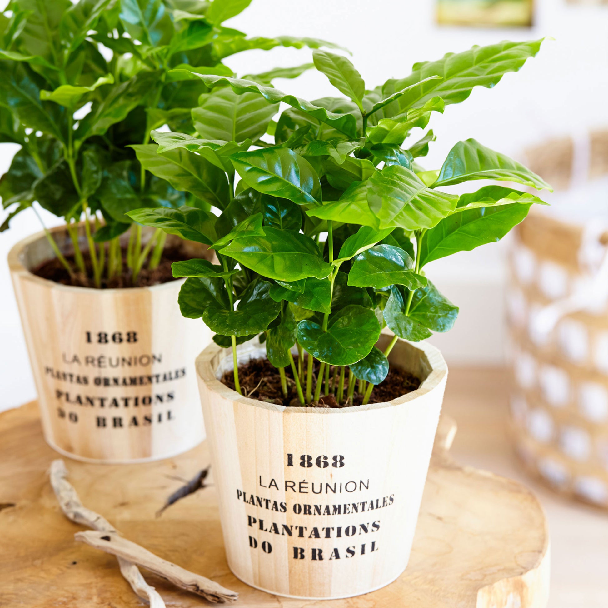 coffee plant house Coffee plant Coffea incl. wooden pot
