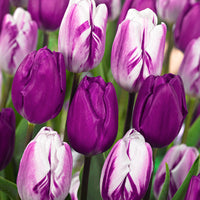 20x Tulips Tulipa - Mix 'Purper Mixture' purple