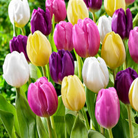 20x Tulips Tulipa - Mix 'Regenboog'