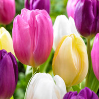 20x Tulips Tulipa - Mix 'Regenboog'